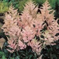 Astilbe japonica'Europa' 