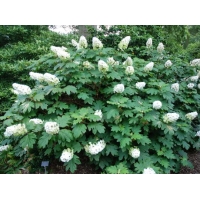 Hydrangea quercifolia'Snow Queen' 