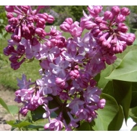 Syringa vulgaris'Belle de Nancy' 