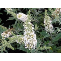 Buddleja davidii'Nanho White' 