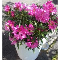 Rhododendron ponticum'Graziella' 