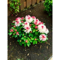 Rhododendron yakushimanum'Dreamland' 
