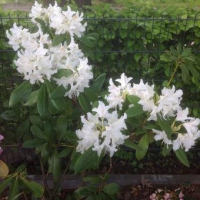 Rhododendron'Catawbiense Album' 