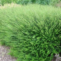 Lonicera nitida'Elegant' 