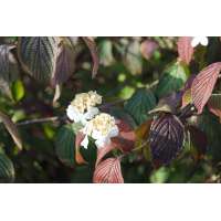Viburnum plicatum'Rowallane' 