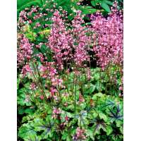 Heucherella'Tappestry'