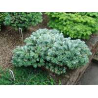 Abies veitchii'Rumburk' 