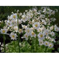Primula japonica'Alba'