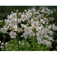 Primula japonica'Alba'