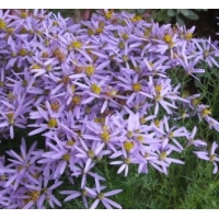 Aster sedifolius'Nanus'