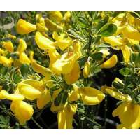 Cytisus'Golden Sunlight' 