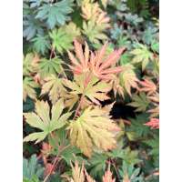 Acer 'Artic Jade' 