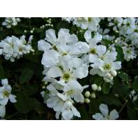 Exochorda racem0sa'Snow Mountain' 