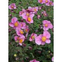 Anemone hupehensis'Praecox' 