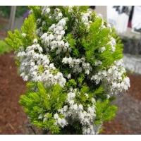 Erica arborea'Estrella Gold' 