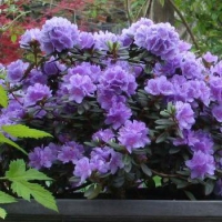 Rhododendron'Ramapo' 