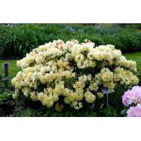 Rhododendron yakushimanum'Centennial Gold' 