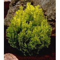 Chamaecyparis lawsoniana'minima Aurea' 