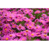 Aster dumosus'Alice Haslam'
