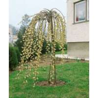 Salix integra'Pendula' 