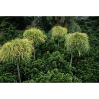 Platycladus orientalis'Franky Boy' 