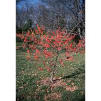 Hamamelis intermedia'Diane' 