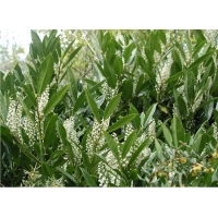 Prunus laurocerasus'Caucasica' 