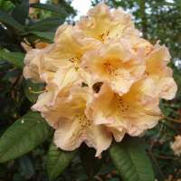 Rhododendron'Tortoiseshell Yellow' 