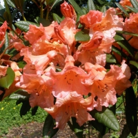 Rhododendron'Tortoiseshell Orange' 