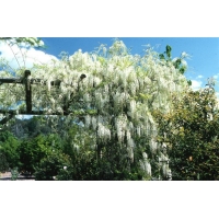 Wisteria sinensis'Alba' 