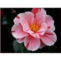 Camellia japonica'Oki-No-Nami' 