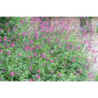Salvia microphylla'Pink Blush'