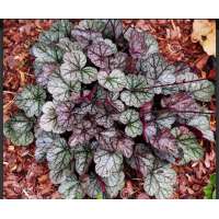 Heuchera'Glitter'