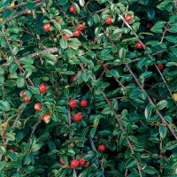 Cotoneaster dammeri'Schoon' 