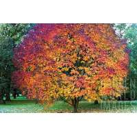 Acer maximowiczianum 