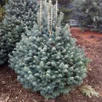 Abies lasiocarpa'Micolas' 