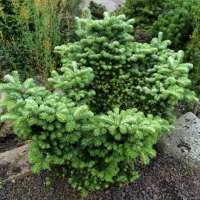Abies veitchii'Heddergott' 
