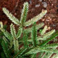 Picea orientalis'Sulphur Flush' 