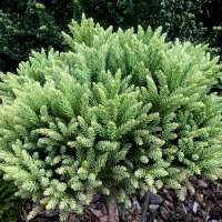 Cryptomeria japonica'hide' 