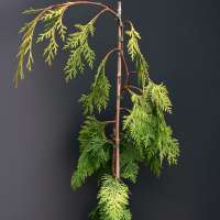 Chamaecyaris obtuse'Filip's golden Falls' 