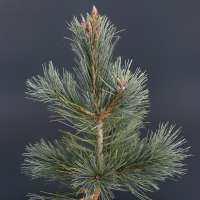 Pinus sylvestris'Martham' 