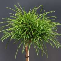 Thuja plicata'Whipcord' 