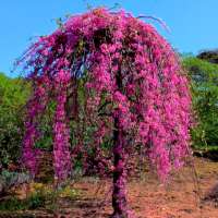 Cercis canadensis'Golden Falls' 