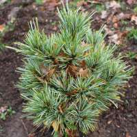 Pinus koraiensis'Spring Grove' 