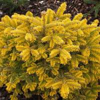 Abies nordmanniana'Golden Spreader' 