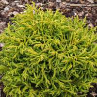 Cryptomeria japonica'Bandai' 