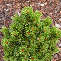 Pinus mugo'Austreim' 