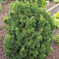 Taxus bacata'Cristata' 