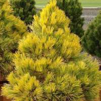 Pinus densiflora'Aurea' 