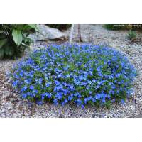 Lithodora diffusa'Grace Ward'